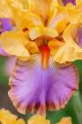 USA, Oregon. Garden in full bloom with close-up of bearded iris Art Print